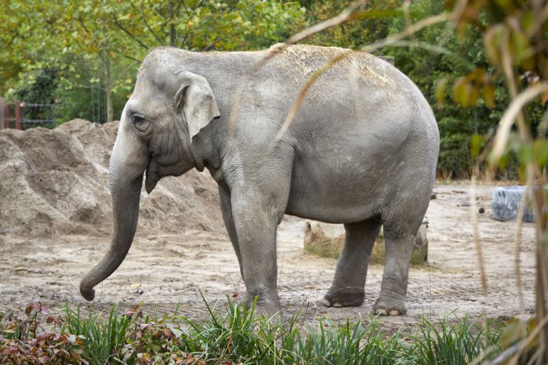 Allwetterzoo, Münster