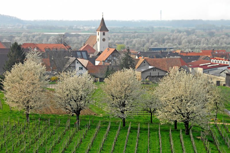 Kaiserstühler Kirschenfest, Endingen