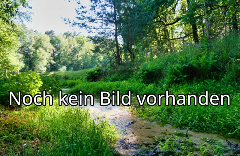 Hallerquelle, Springe