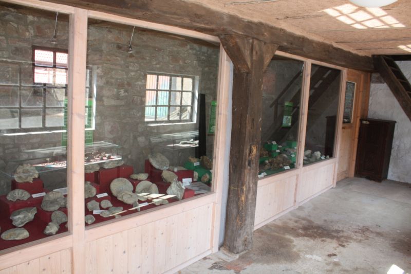 Fossilienmuseum, Tann