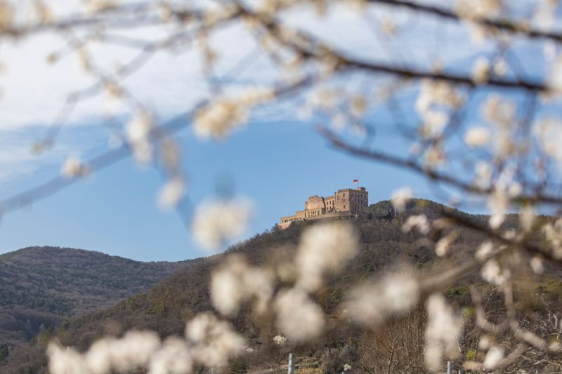 Hambacher Schloss, Neustadt (Weinstraße)