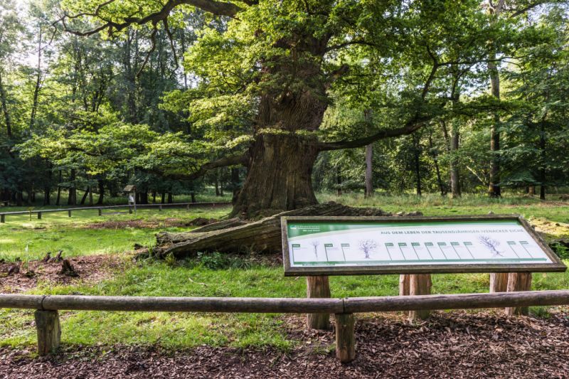 Ivenacker Eichen mit Tiergarten und Baumkronenpfad, Ivenack