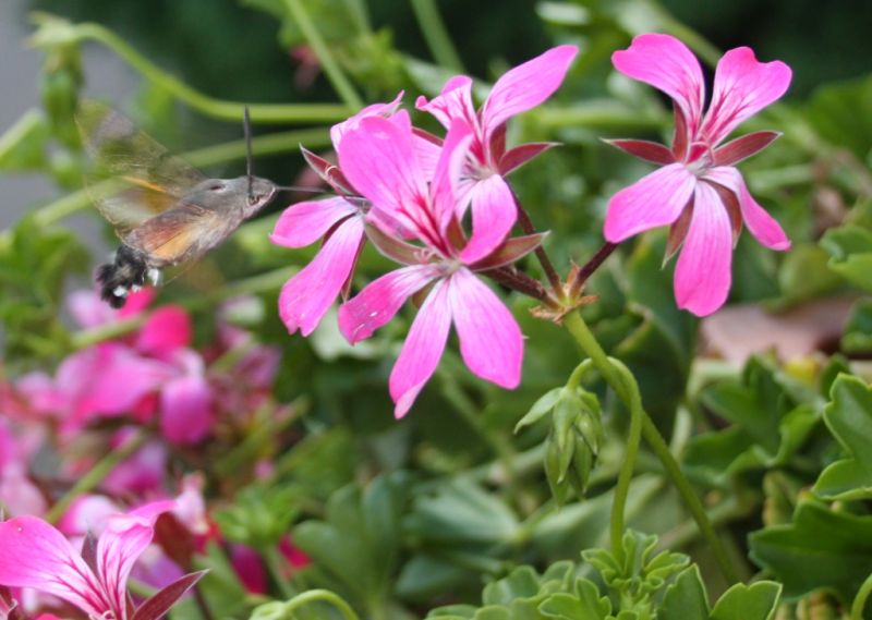 Schmetterlingspark, Klütz
