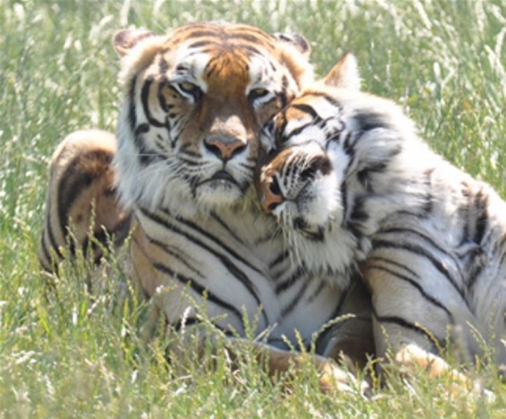 Erlebnis- und Tigerpark, Dassow