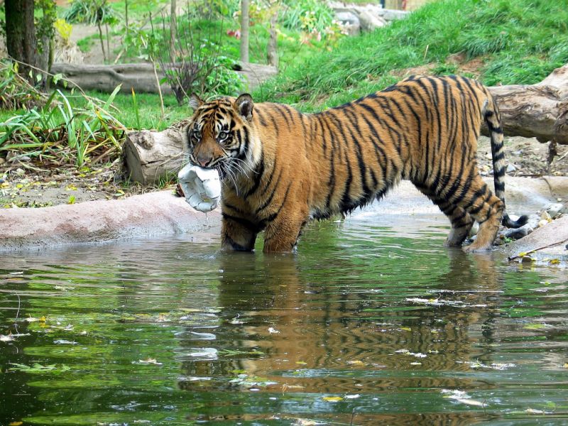 Krefelder Zoo, Krefeld