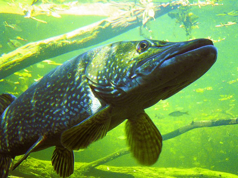 Wildgarten und Unterwasser-Beobachtungsstation, Furth