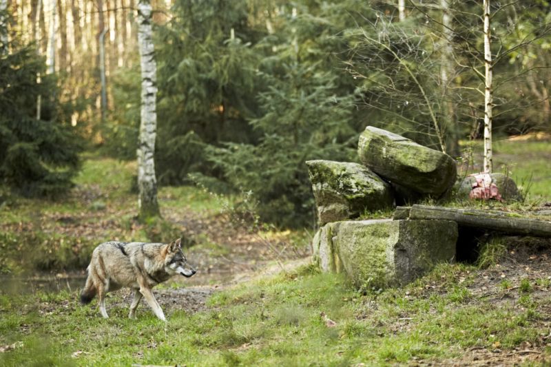 Wildpark, Schorfheide