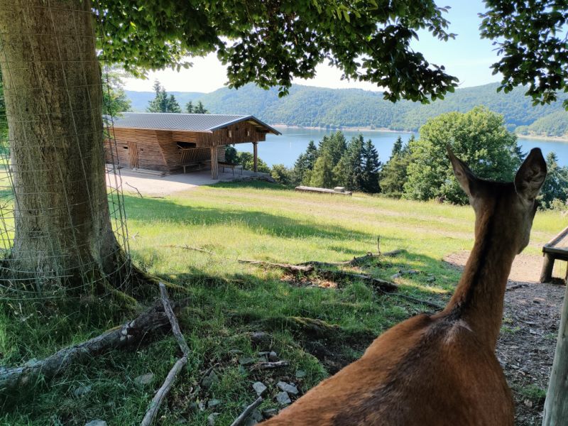 WildtierPark Edersee, Edertal