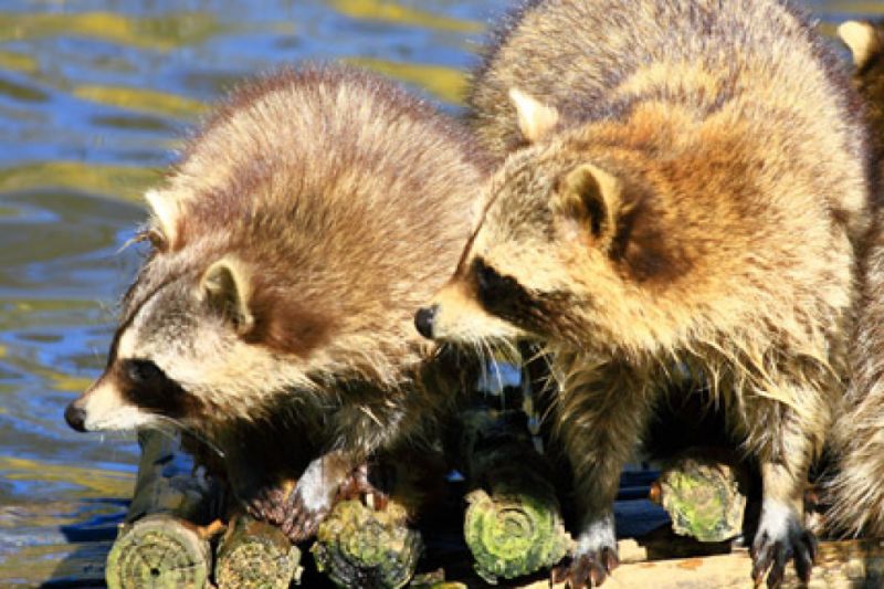 Tierpark, Greifswald